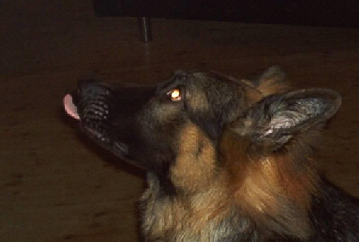 Schæferhund Cæzar ( Død ) billede 2