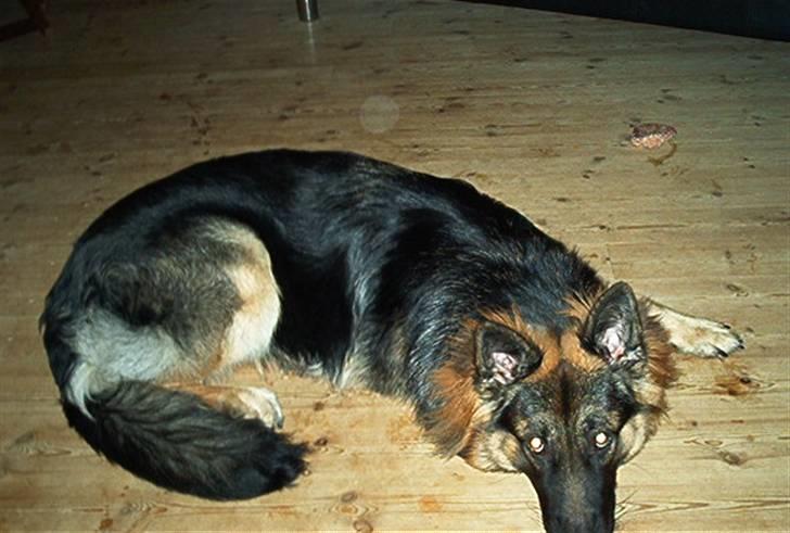 Schæferhund Cæzar ( Død ) billede 3
