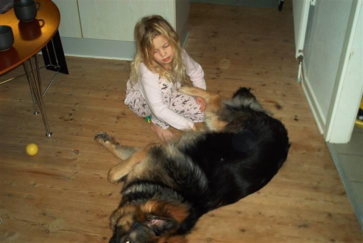 Schæferhund Cæzar ( Død ) - mig hende den lille :D billede 5