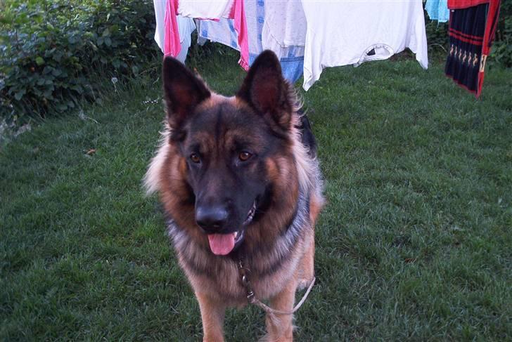 Schæferhund Cæzar ( Død ) billede 6