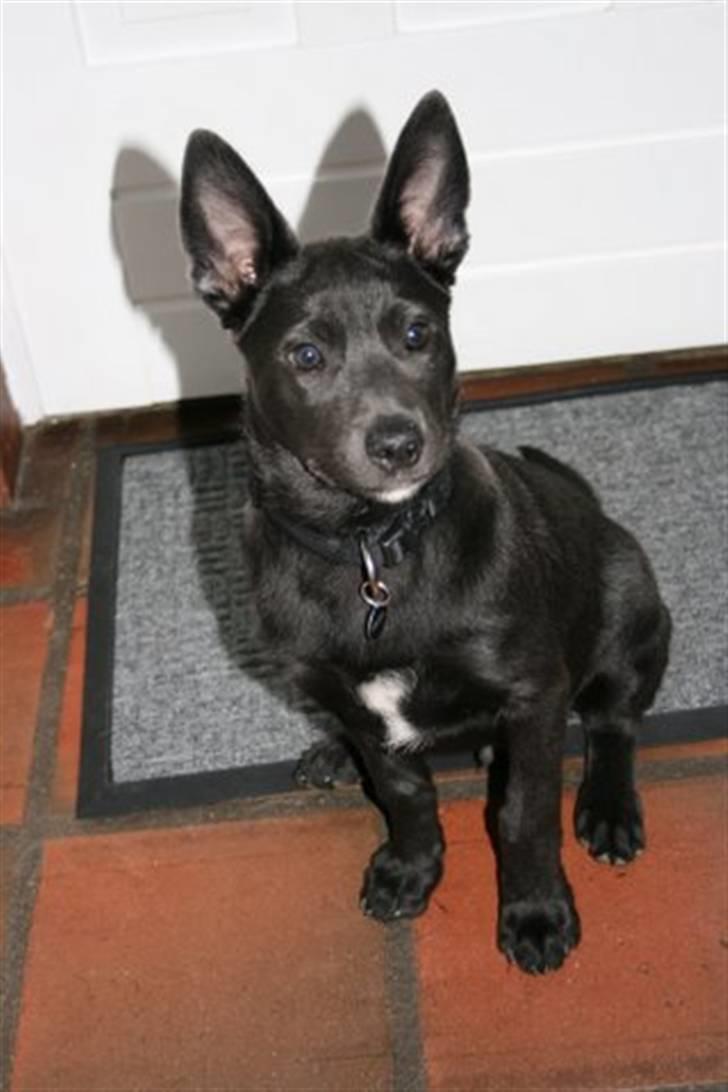 Australsk kelpie Diesel - Sidder jeg ikke pænt nok nu ? billede 1