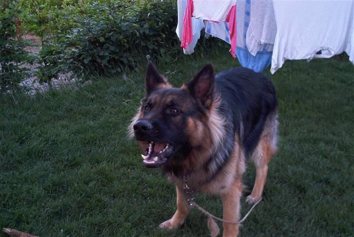 Schæferhund Cæzar ( Død ) billede 7