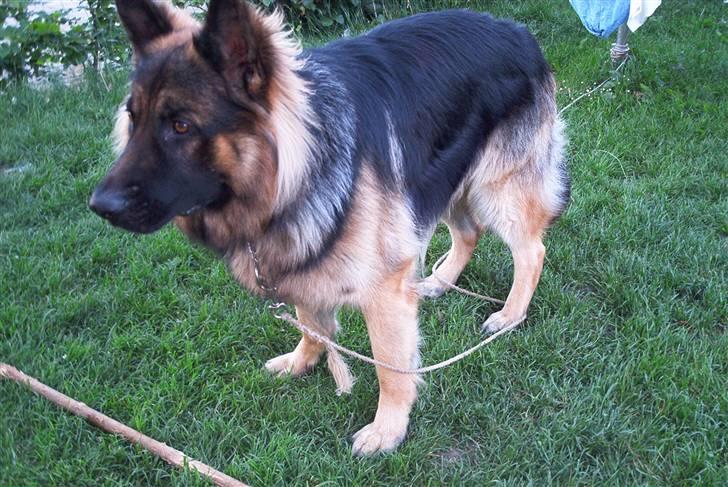Schæferhund Cæzar ( Død ) billede 8