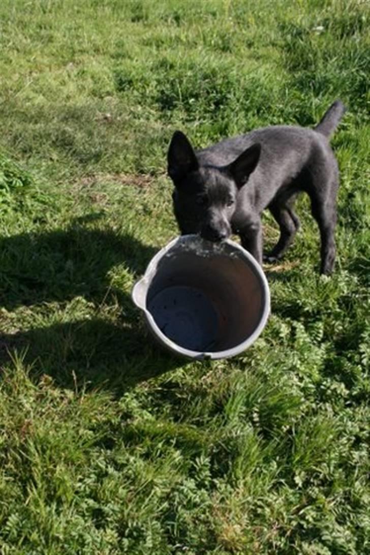 Australsk kelpie Diesel - jeg er tre mdr. og jeg kan klare en spand :D billede 2