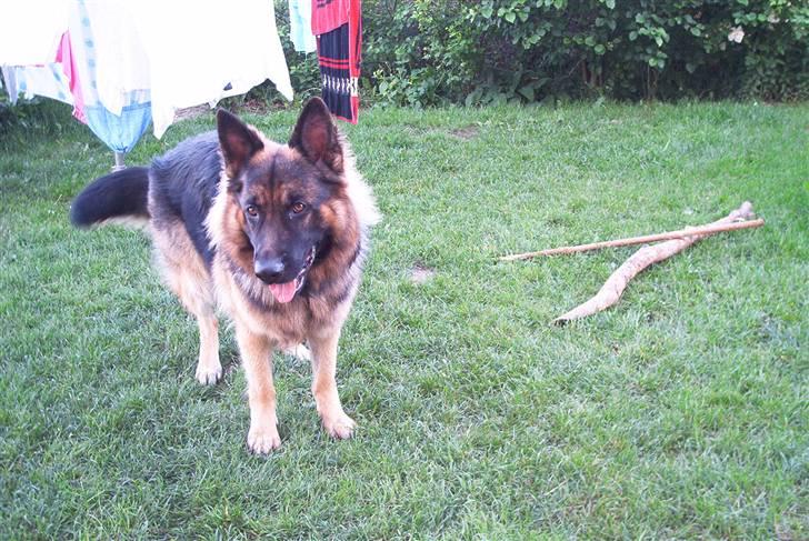 Schæferhund Cæzar ( Død ) billede 10
