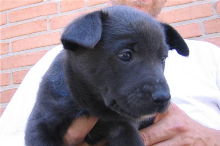 Australsk kelpie Diesel - Diesel 5 uger billede 3