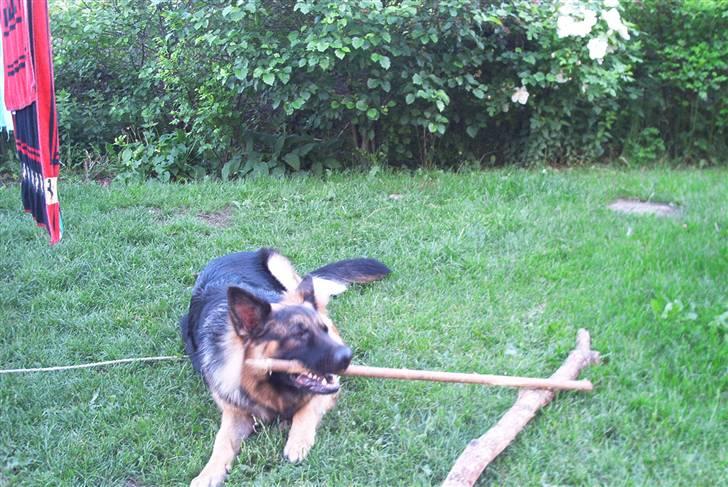 Schæferhund Cæzar ( Død ) billede 11