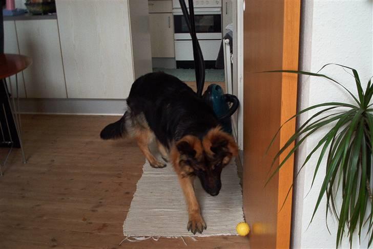 Schæferhund Cæzar ( Død ) billede 12