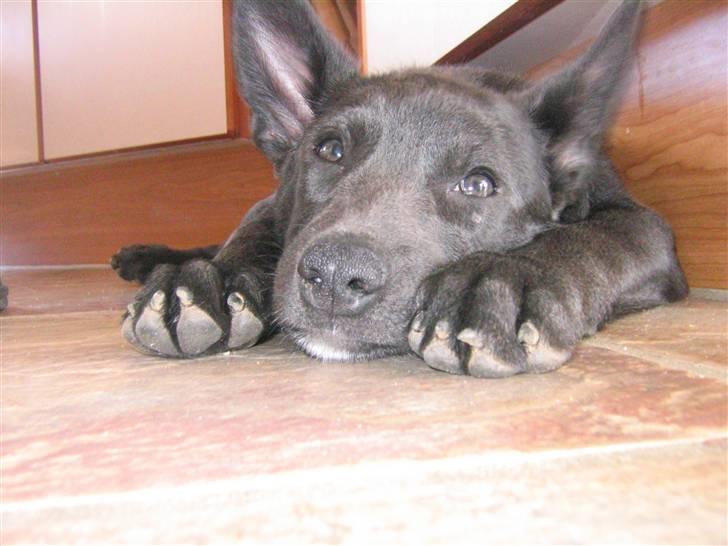 Australsk kelpie Diesel - hmm. det var hårdt. billede 4