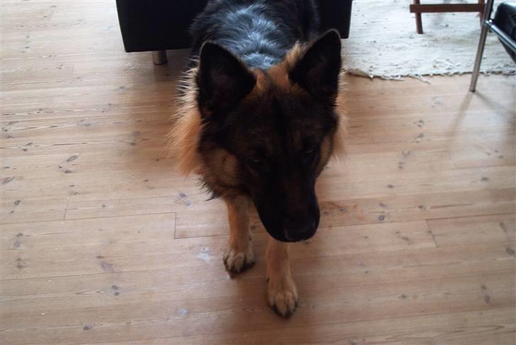Schæferhund Cæzar ( Død ) billede 13