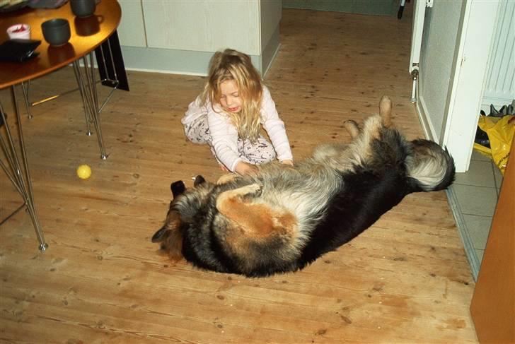 Schæferhund Cæzar ( Død ) billede 14