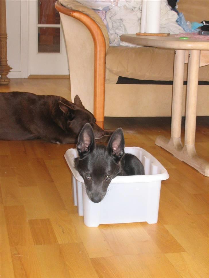 Australsk kelpie Diesel - Mus eller hund??? billede 5