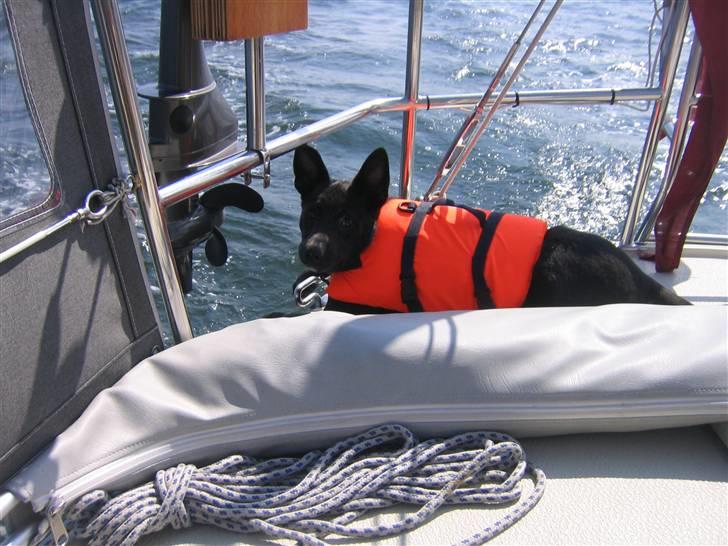 Australsk kelpie Diesel - Min første sejltur billede 6