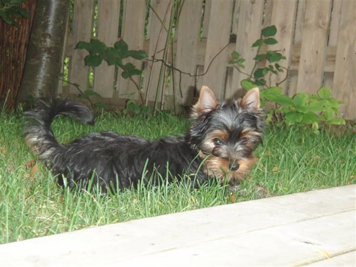 Yorkshire terrier Alfred billede 12