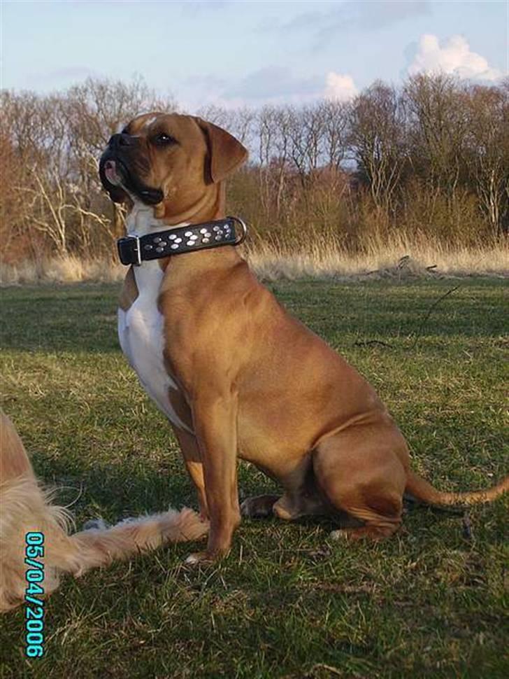 Blanding af racer Tøsen - Slaske  billede 20