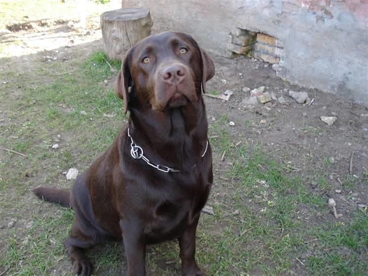 Labrador retriever Cocio - Cocio billede 1