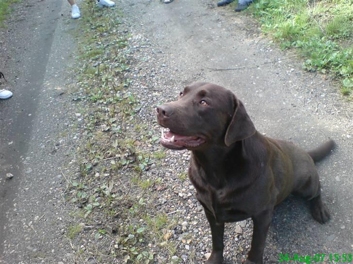 Labrador retriever Cocio - cocios far billede 2