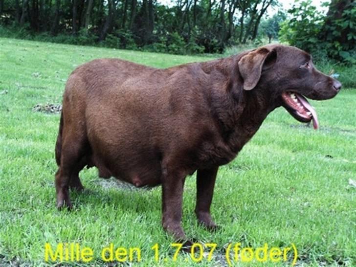 Labrador retriever Cocio - Cocios mor mens hun endnu havde hvalpene i maven :) billede 3