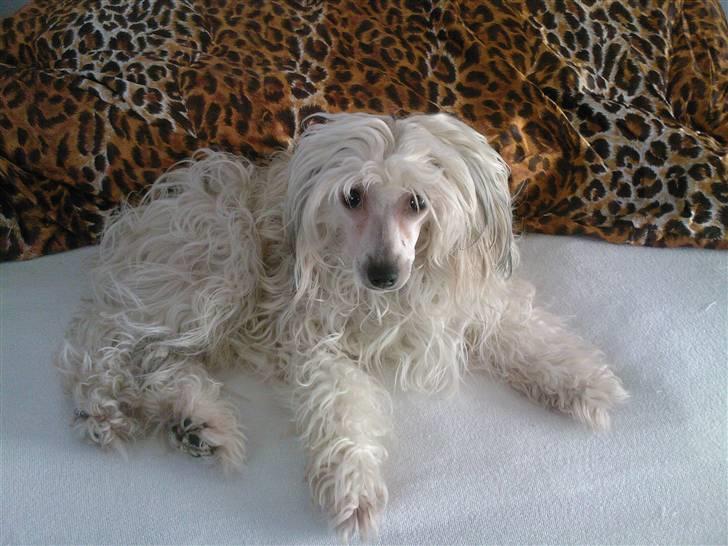 Chinese crested powder puff Dejsie *SOLGT* - JEG ER VASKET... Så jeg må godt være i sengen billede 1