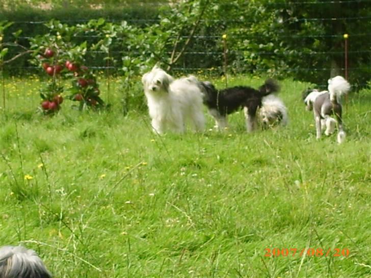 Chinese crested powder puff Dejsie *SOLGT* - Thi hi det her grønne noget er sjovt billede 2