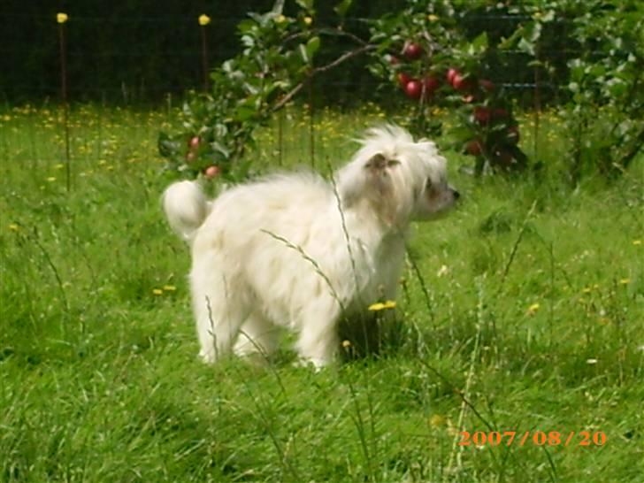 Chinese crested powder puff Dejsie *SOLGT* - Hey her i Dk er nu meget rart, men hvad er det "gulvtæppe" udenfor!!!! billede 3