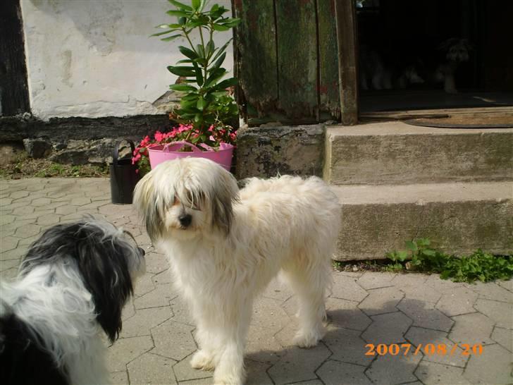 Chinese crested powder puff Dejsie *SOLGT* - Nok ligner jeg en Old English Shipdog, men jeg er en Kineser billede 4