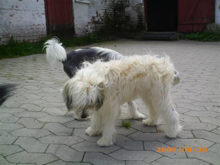 Chinese crested powder puff Dejsie *SOLGT* - Lige kommet til DK billede 5