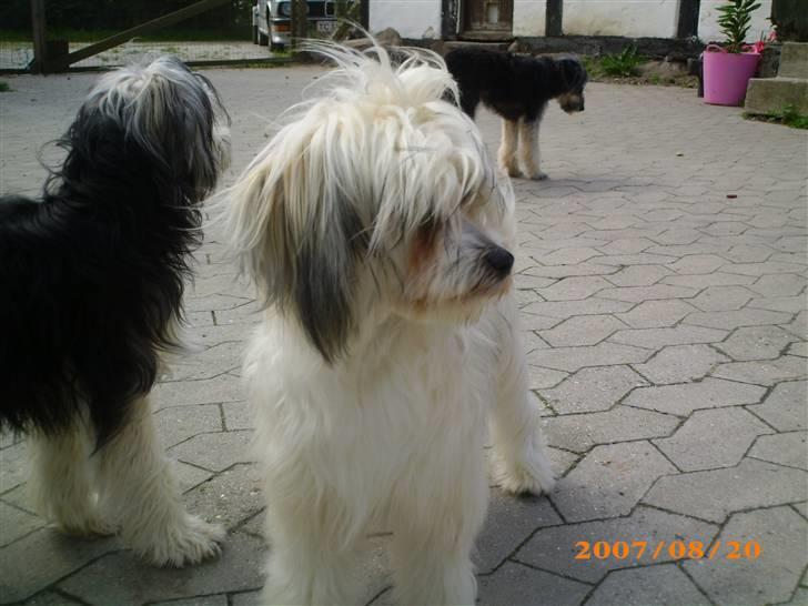 Chinese crested powder puff Dejsie *SOLGT* - Danmark er et mærkeligt land billede 6