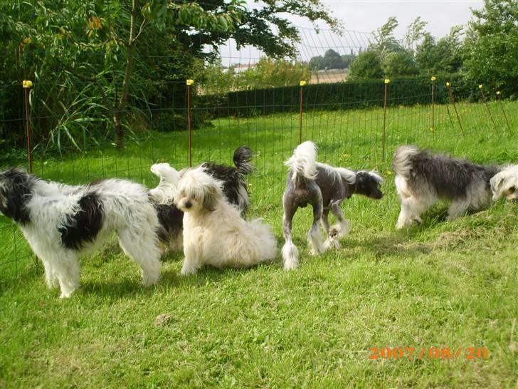 Chinese crested powder puff Dejsie *SOLGT* - Her leger jeg sammen med alle mine søskende billede 7