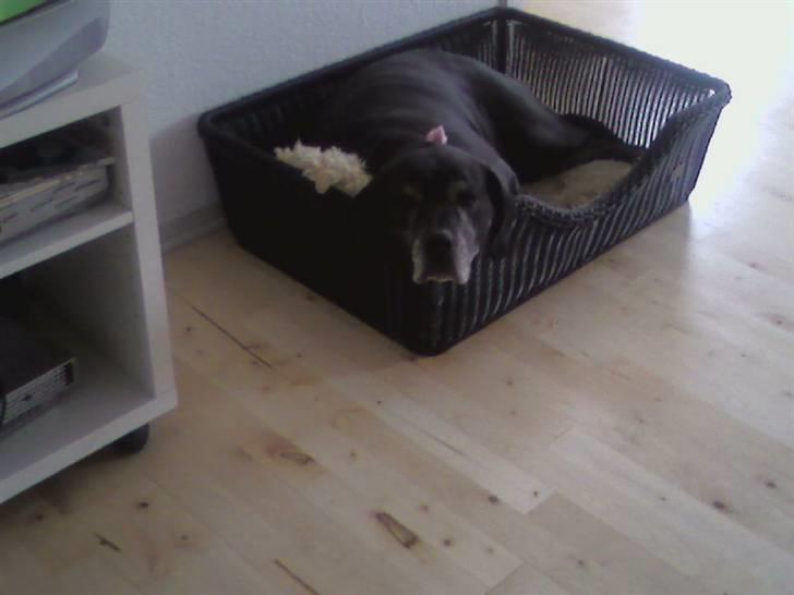 Blanding af racer Freya billede 16