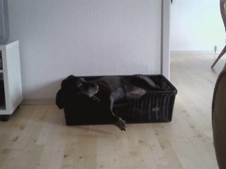 Blanding af racer Freya billede 17