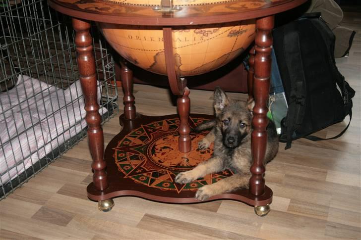 Schæferhund Hedegård's Lucky Lady - Man må da godt ligge her ikk´? billede 1