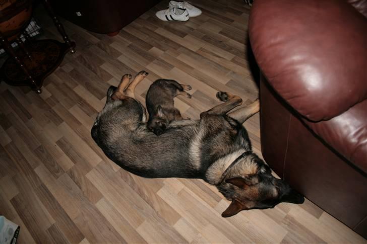 Schæferhund Hedegård's Lucky Lady - Hvor er det lækkert at min "storebror" har taget så godt imod mig her dagen efter jeg ankom billede 2