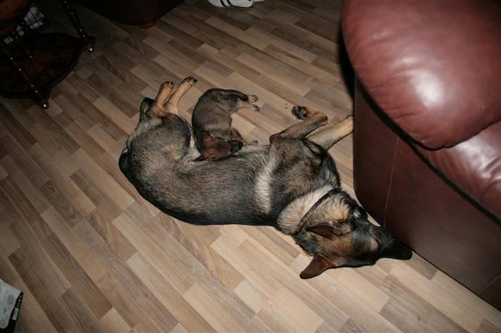 Schæferhund Hedegård's Lucky Lady - Jeg elsker min nye storebror. billede 3