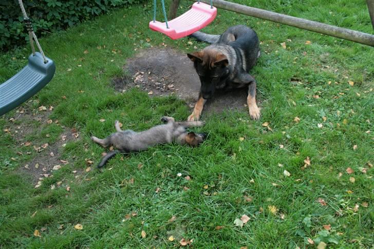 Schæferhund Hedegård's Lucky Lady - Hygge i haven dagen efter ankomsten billede 4