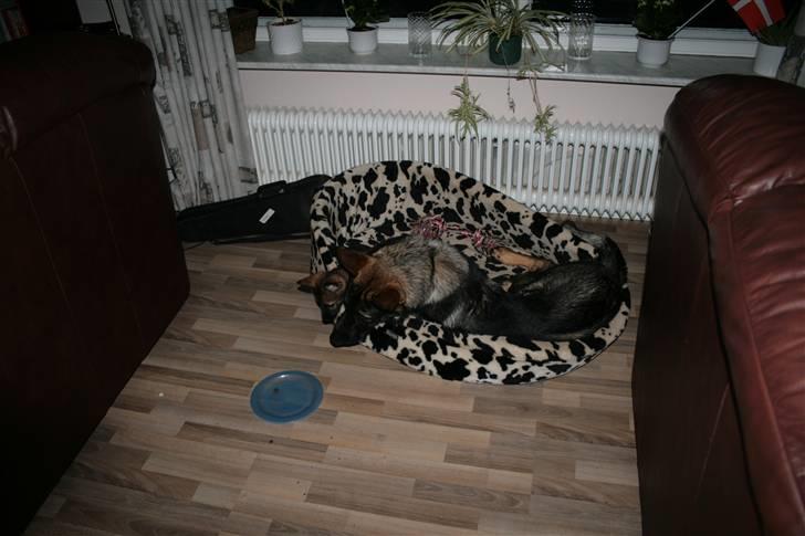 Schæferhund Hedegård's Lucky Lady - Er det din eller min den sidste? billede 5