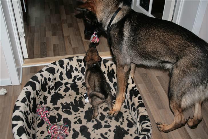 Schæferhund Hedegård's Lucky Lady - Så storebror nu snupper jeg den billede 6