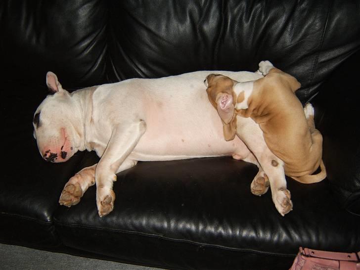 Bullterrier Fischer 2001 R.I.P 2010  billede 7