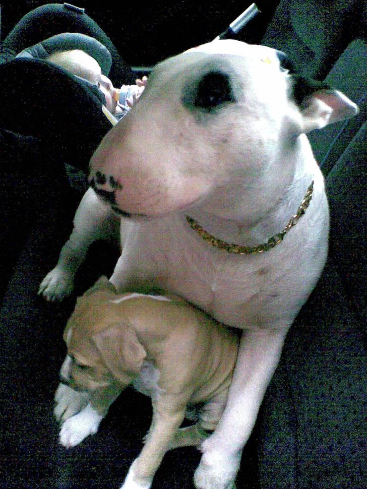 Bullterrier Fischer 2001 R.I.P 2010  billede 8