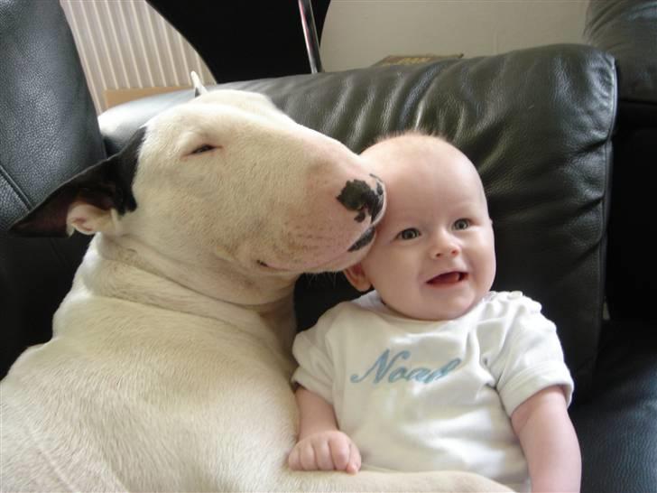 Bullterrier Fischer 2001 R.I.P 2010  billede 9