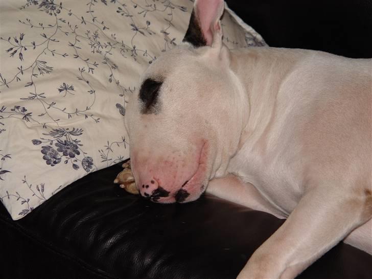 Bullterrier Fischer 2001 R.I.P 2010  billede 10