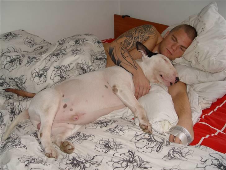 Bullterrier Fischer 2001 R.I.P 2010  billede 11