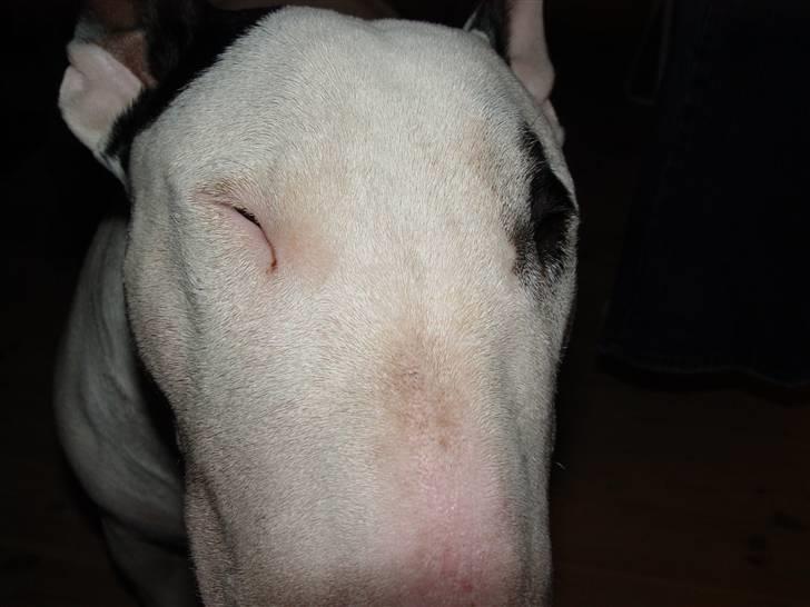 Bullterrier Fischer 2001 R.I.P 2010  billede 12