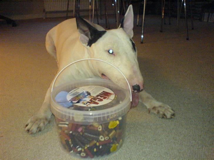 Bullterrier Fischer 2001 R.I.P 2010  billede 13