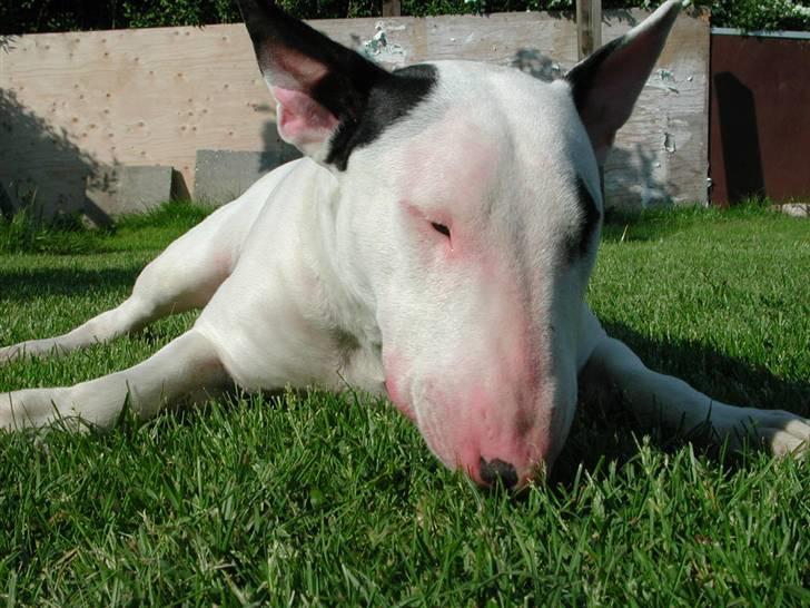 Bullterrier Fischer 2001 R.I.P 2010  billede 14