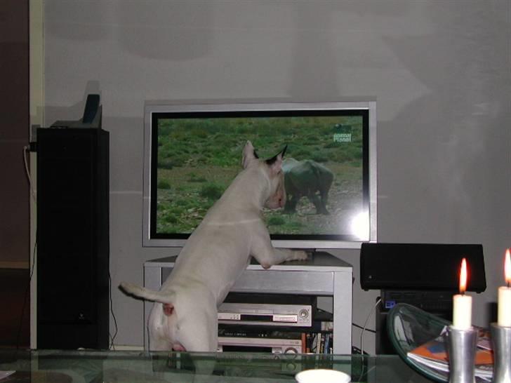 Bullterrier Fischer 2001 R.I.P 2010  billede 15