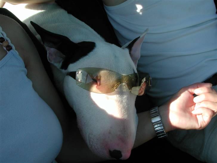 Bullterrier Fischer 2001 R.I.P 2010  billede 16