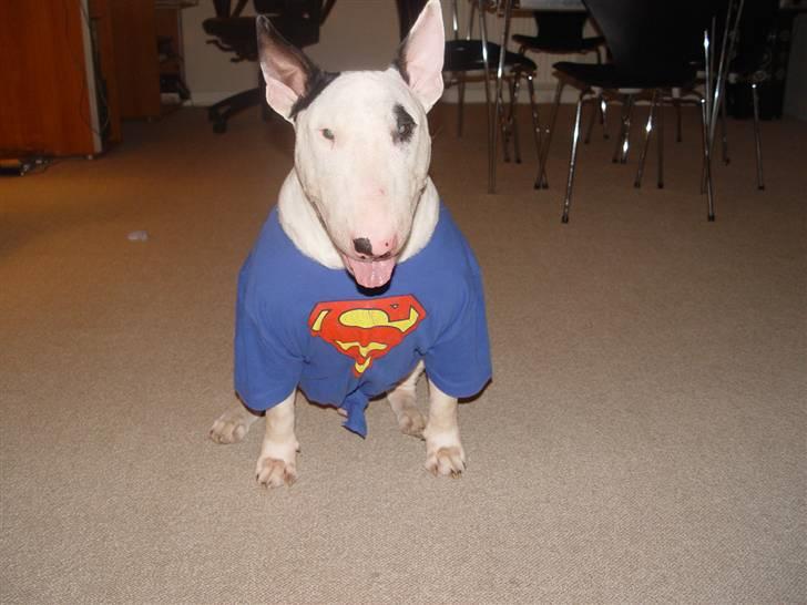 Bullterrier Fischer 2001 R.I.P 2010  billede 17