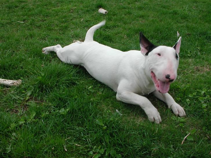 Bullterrier Fischer 2001 R.I.P 2010  billede 18