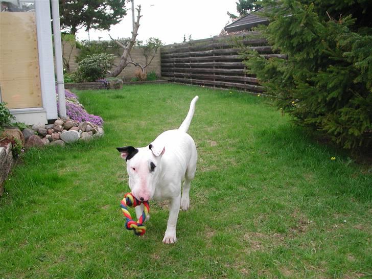 Bullterrier Fischer 2001 R.I.P 2010  billede 19